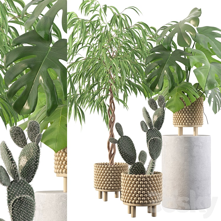 Plants collection 091 min