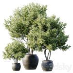 دانلود فایل سه بعدی Plant 3