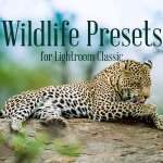 دانلود پریست لایت روم Wildlife Presets
